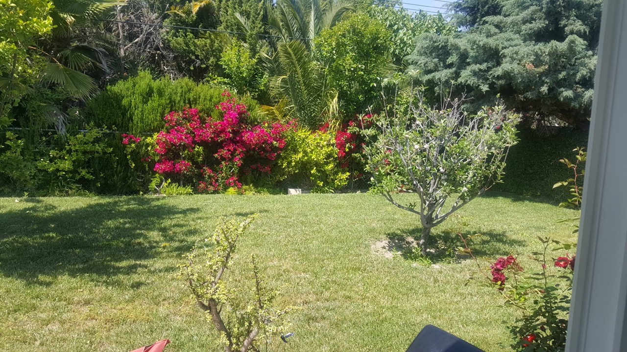 Lush green backyard lawn with blooming bougainvillea and fruit trees
