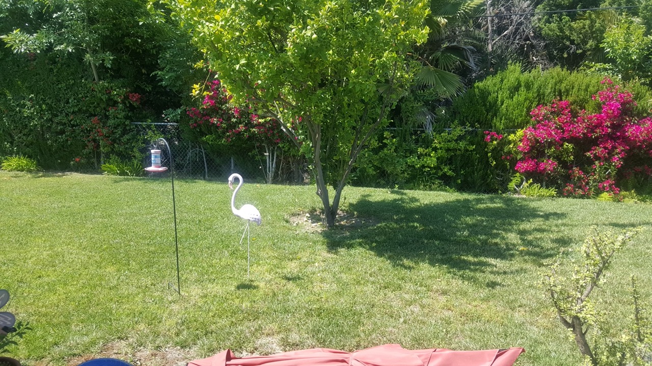 Sunny backyard garden with fruit tree and lawn